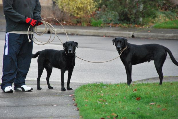 walk around the block 2:2012