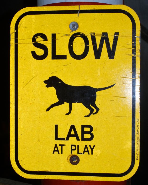 lab at play