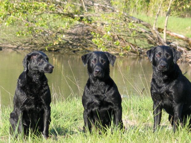 st louis ponds 4:2006