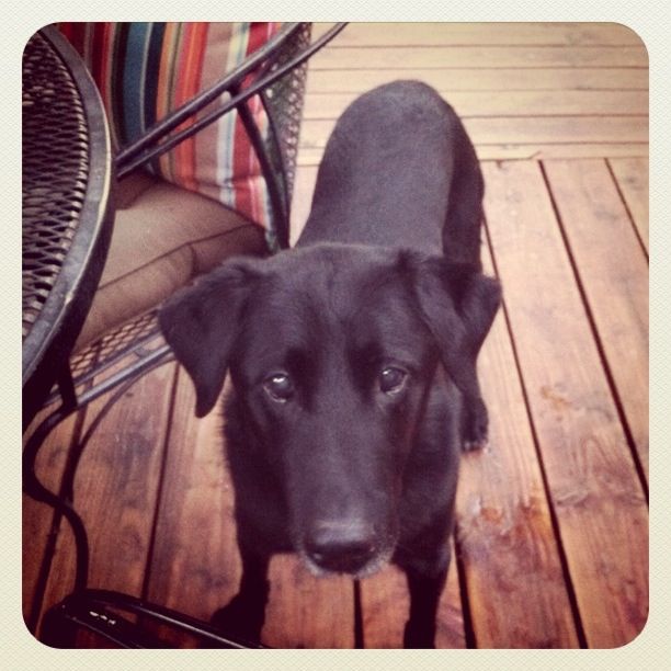 instagram dog 8:2011