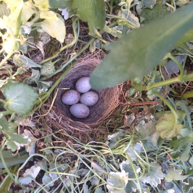 junco nest